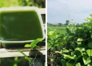 Minuman Tradisional Cincau